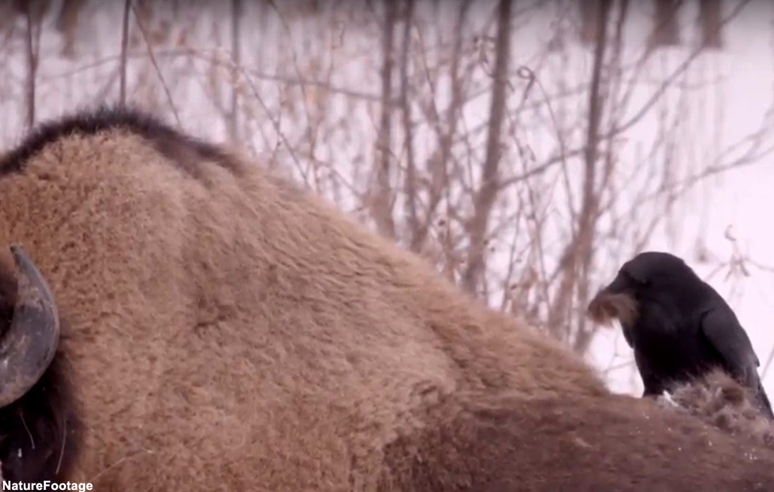 Grand Corbeau prélevant de la fourrure sur un bison