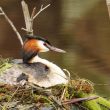 Les Grèbes huppés pourraient synchroniser leur période d’incubation avec celles des mouettes et des guifettes