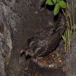 Doublement du nombre de Guacharos des cavernes comptés sur l’île de la Trinité (ou Trinidad)