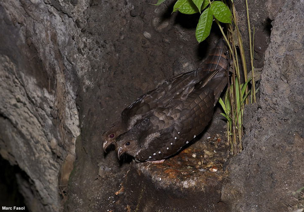 Guacharos des cavernes (Steatornis caripensis)