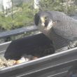 Un couple de Faucons pèlerins a niché à nouveau dans la jardinière d’un balcon à Pau (Pyrénées-Atlantiques)