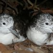 Les mâles de Puffins leucomèles de petite taille risqueraient davantage d’être « cocus »