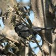 Une Mésange charbonnière couleur de suie et qui mérite donc vraiment bien son nom