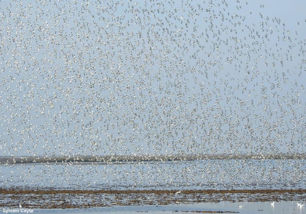 CountEm 1.4.1, un logiciel pour compter de façon rapide et fiable les oiseaux sur une photo