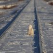 Pourquoi les Harfangs des neiges se placent-ils parfois plutôt face au soleil, et parfois plutôt face au vent?