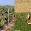 La Grande Outarde éviterait les vignobles palissés