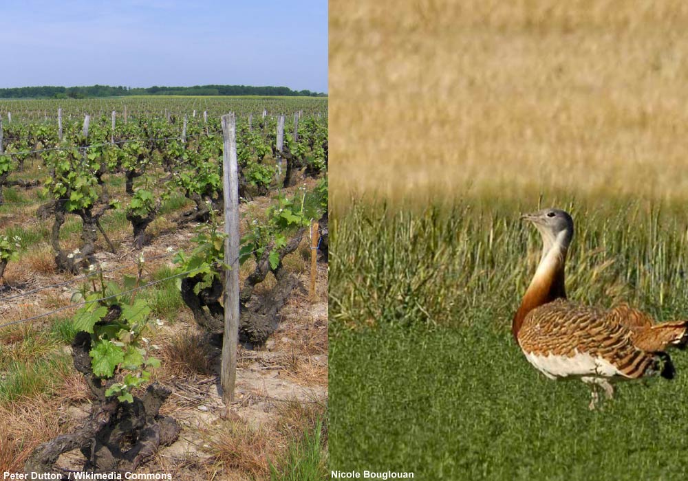 Grande Outarde (Otis tarda) et vignes palissées