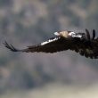 La spectaculaire progression de la population d’Aigles ibériques dans la province de Madrid