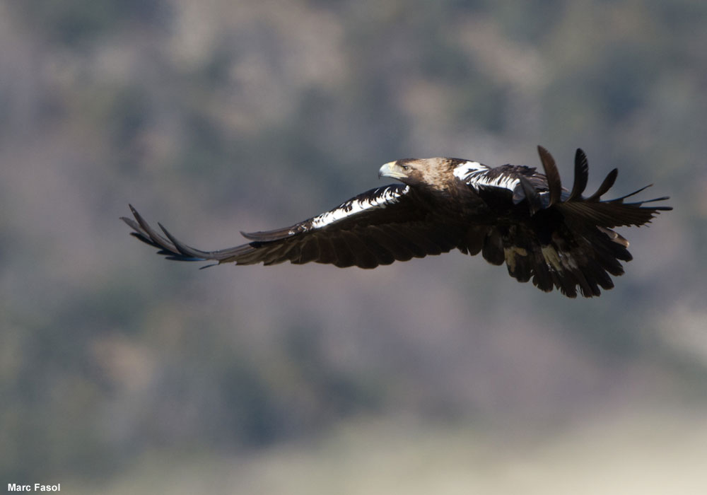 Aigle ibérique (Aquila adalberti)