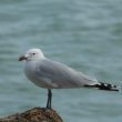 Goéland d’Audouin : une mauvaise et une bonne nouvelle en provenance d’Espagne et de Turquie