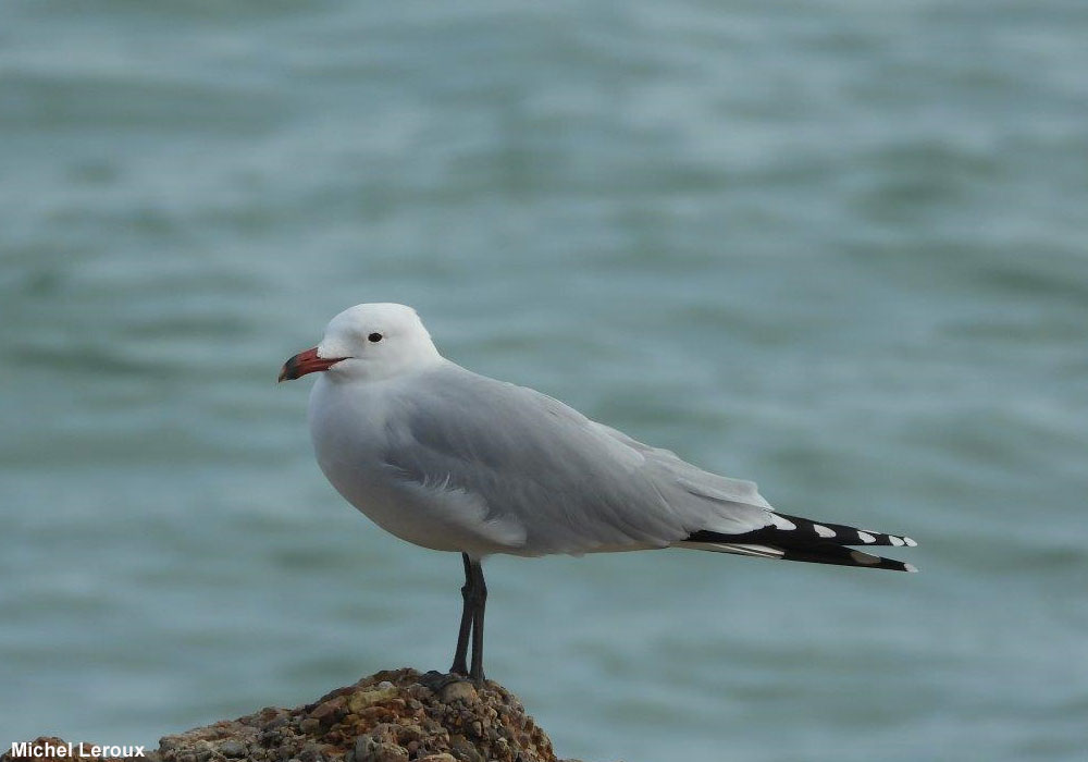 Goéland d’Audouin (Ichthyaetus audouinii) adulte