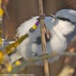 Une mystérieuse Mésange azurée baguée observée à Marseille (Bouches-du-Rhône) en avril 2020