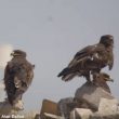 Près de 6 700 Aigles des steppes comptés dans deux décharges d’Arabie saoudite en novembre 2019