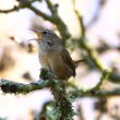 En ville, le Troglodyte mignon doit chanter plus longtemps et à une fréquence plus élevée qu’à la campagne