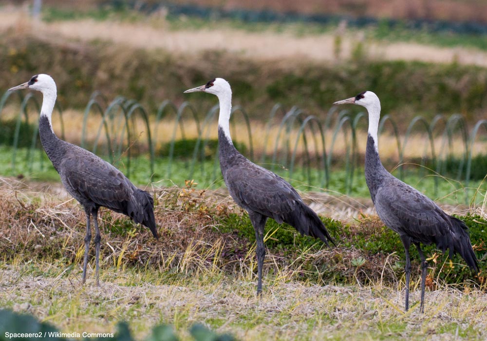 Grues moines (Grus monacha)