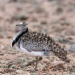 La population d’Outardes houbaras des Canaries semble bien se maintenir sur l’île de Lanzarote