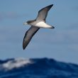 Un afflux sans précédent de Puffins boréaux au nord-est du Canada en 2016 et 2017