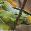 L’archipel mexicain des Tres Marías pourrait en fait compter six espèces d’oiseaux endémiques !