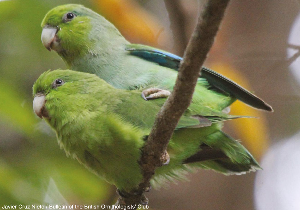 L’archipel mexicain des Tres Marías pourrait en fait compter six espèces d’oiseaux endémiques !