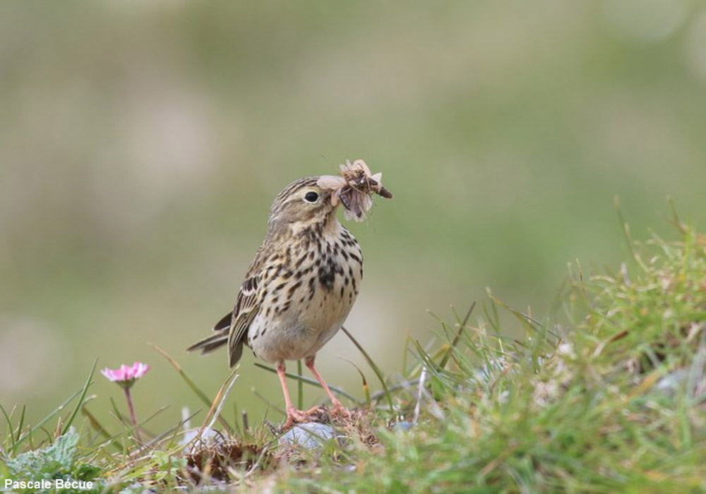 Pipit farlouse (Anthus pratensis)