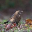 Certains oiseaux seraient davantage attirés par les fruits moisis