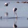 Les Phalaropes de Wilson attraperaient deux fois plus d’invertébrés lorsqu’ils suivent des Flamants du Chili