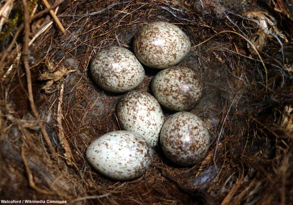 Attention ! On peut marcher sur les œufs des oiseaux dont les nids