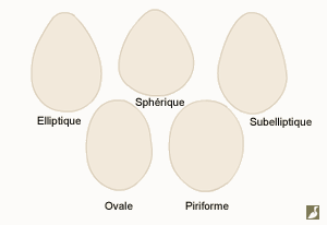 Les différentes formes d'œufs
