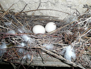 Pleins feux sur… les œufs et les nids d'oiseaux - Ministère des