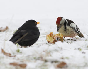 L'oiseau Survit à L'hiver Mangeoire Maison Pour L'alimentation Et L' observation Des Oiseaux Belle Mésange Hivernant Les Oiseaux
