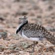 Outarde houbara sur Fuerteventura