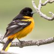 Oriole de Baltimore