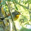 Léiothrix jaune dans le Béarn