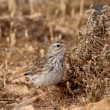 Pipit de Berthelot sur Fuertevetura