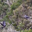 Pigeons de Bolle sur La Gomera