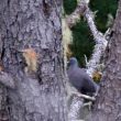 Pigeon des Lauriers sur Tenerife