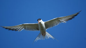 Sterne pierregarin (Sterna hirundo)