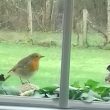 Rouge-gorge familier sur mon balcon