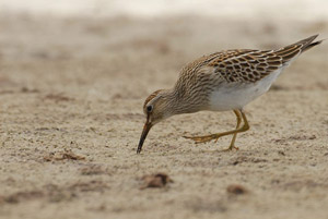 Bécasseau tacheté (Calidris melanotos)