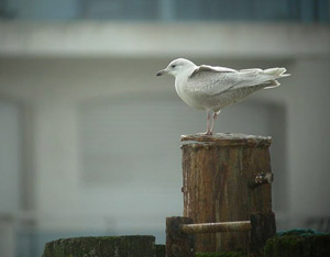 Goéland à ailes blanches (Larus glaucoides)