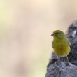 Serin des Canaries