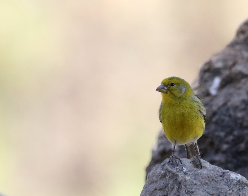 Serin des Canaries