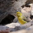 Serin des Canaries