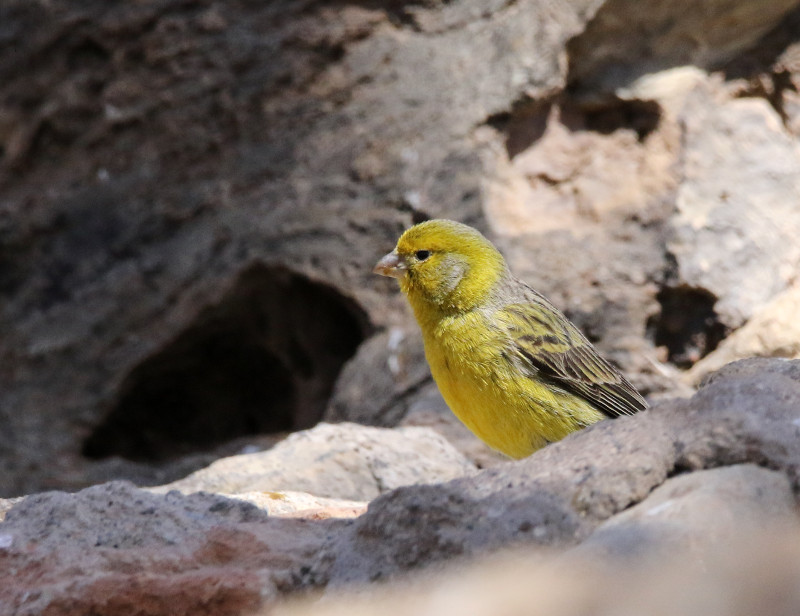 Serin des Canaries