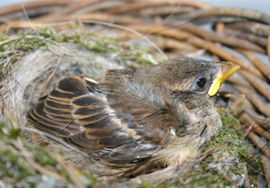 Combien de temps un Oiseau reste dans son nid ? Les 4 Stades - Blog
