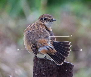 Tarier de Stejneger (Saxicola stejnegeri) mâle H1