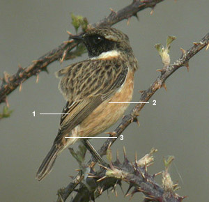 Tarier pâtre “atlantique” (Saxicola rubicola hibernans) mâle