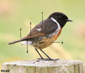 Tarier pâtre “atlantique” (Saxicola rubicola hibernans) mâle