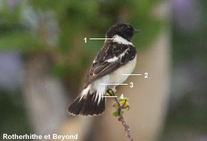 Tarier du sud de la Caspienne (Saxicola maurus armenicus)