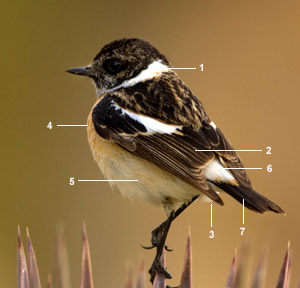 Tarier de Sibérie (Saxicola maurus maurus) mâle en automne